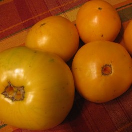 Red & Yellow Brandywine