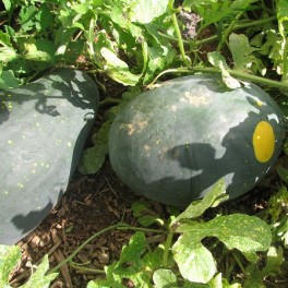 Moon & Stars Watermelon