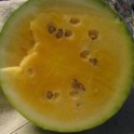 Orangeglo Watermelon