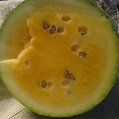Orangeglo Watermelon