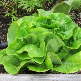 Lettuce Buttercrunch Bibb
