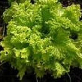 Lettuce - Grand Rapids