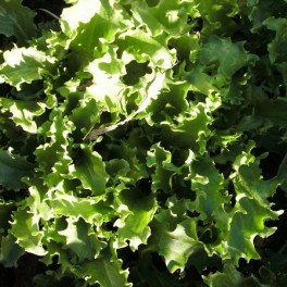 Lettuce - Endive Salad King