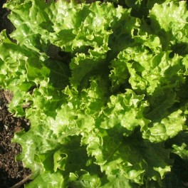 Lettuce - Black Seeded Simpson