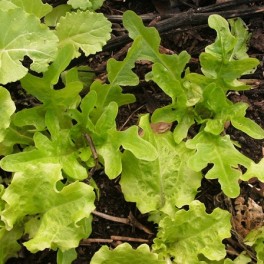 Lettuce - Green Oakleaf 