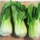 Bok Choy, Shanghai Green F1