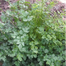 Parsley Dark Green Italian