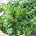 S058X01. Cilantro x 1