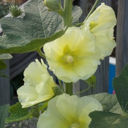 Pale Yellow Hollyhocks