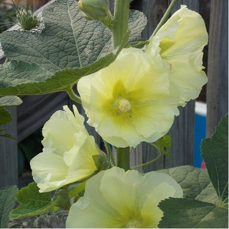 Pale Yellow Hollyhocks