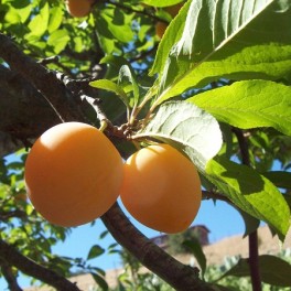 Yellow Plum Tree Seeds