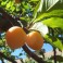 Yellow Plum Tree Seeds