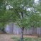 Black Cherry Tree Seeds