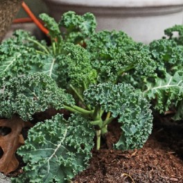 Kale:  Dwarf Blue Curly Vates 