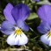 Viola Tricolor - Heartsease