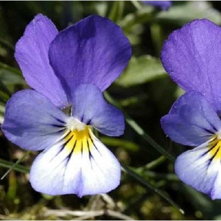 Viola Tricolor - Heartsease