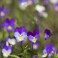 Viola Tricolor - Heartsease