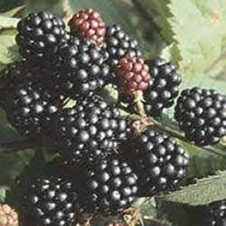 Black Raspberry