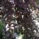 Cherry Plum Tree Seeds