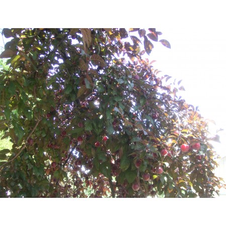 Cherry Plum Tree Seeds