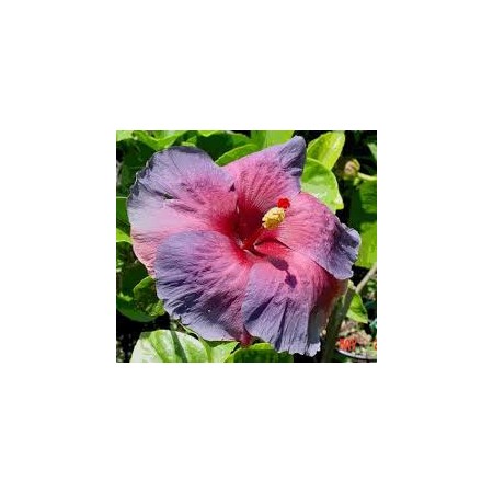 Hibiscus Rosa-Sinensis - Mix Color