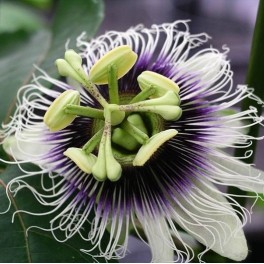Passionfruit - Passiflora Edulis