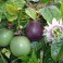 Passionfruit - Passiflora Edulis