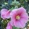 Hollyhocks - Mix Color