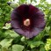 Hollyhocks - Mix Color