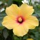 Hibiscus Rosa-Sinensis - Mix Color