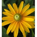 Irish Eyes Rudbeckia / Hirta