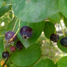 Serviceberry Tree Seeds - Saskatoons