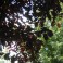 Purple Leaf Cherry Plum