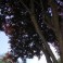 Purple Leaf Cherry Plum