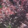 Purple Leaf Cherry Plum