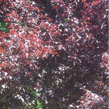 Purple Leaf Cherry Plum