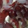 Purple Leaf Cherry Plum
