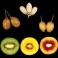 Kiwi - Colorful Mix