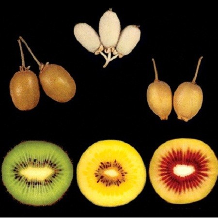 Kiwi - Colorful Mix