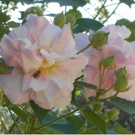 Cotton Rose Hibiscus