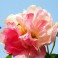 Cotton Rose Hibiscus