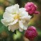 Cotton Rose Hibiscus