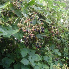 Blackberry - seeds