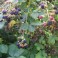 Blackberry - seeds