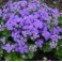 Ageratum (Floss Flower)