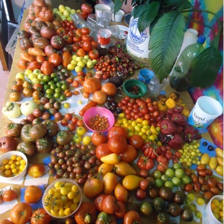 Heirloom tomato variety pack 12 different kinds! New varieties