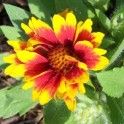 GAILLARDIA - Arizona Sun