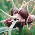 Egyptian Walking onions 