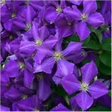 Clematis - Jackmani 