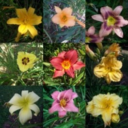 Daylily seed mix